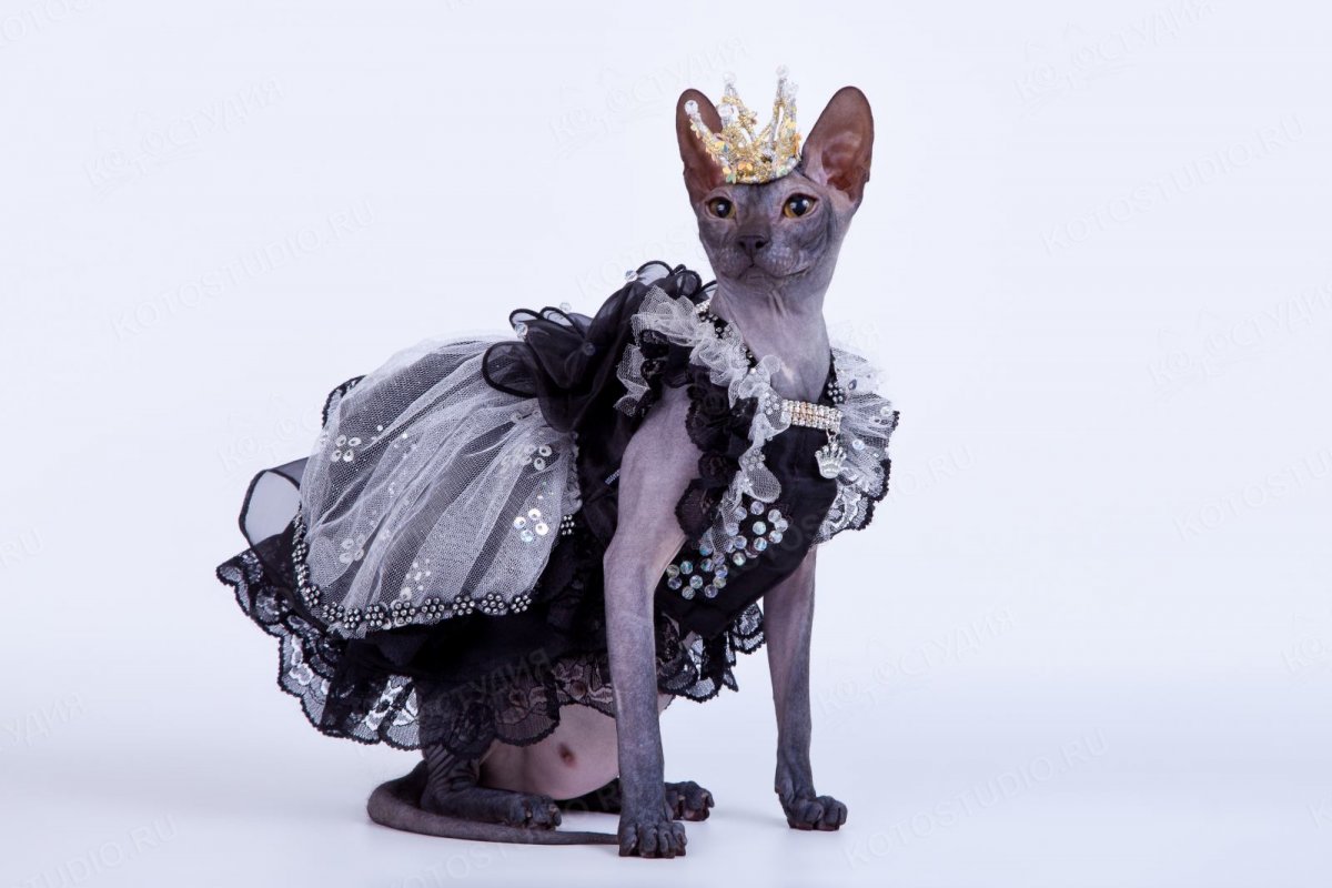 Нарядная кошка