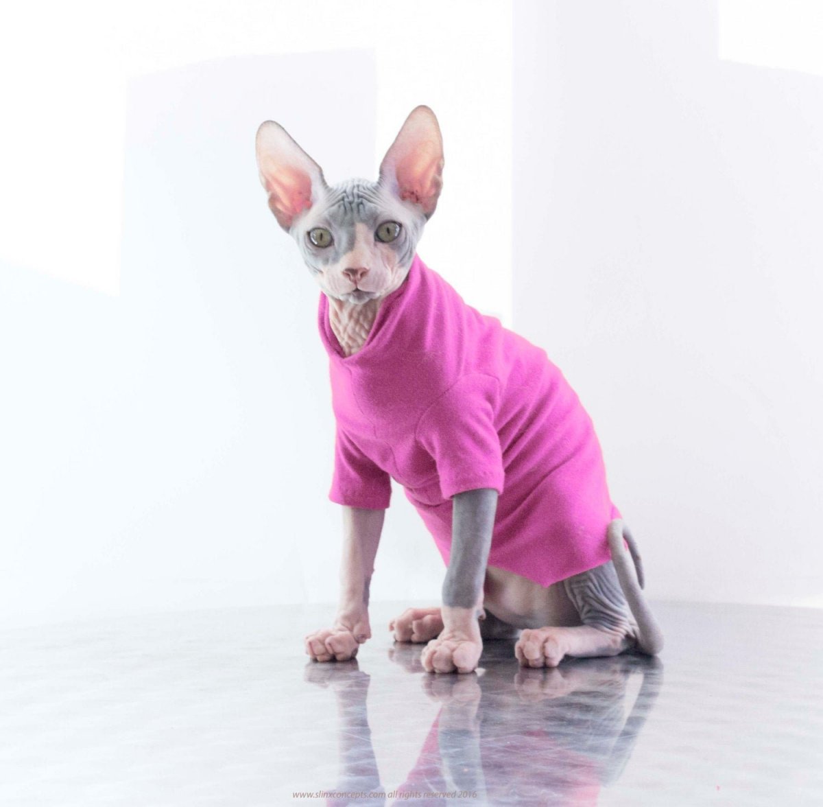 Костюмы для лысых кошек