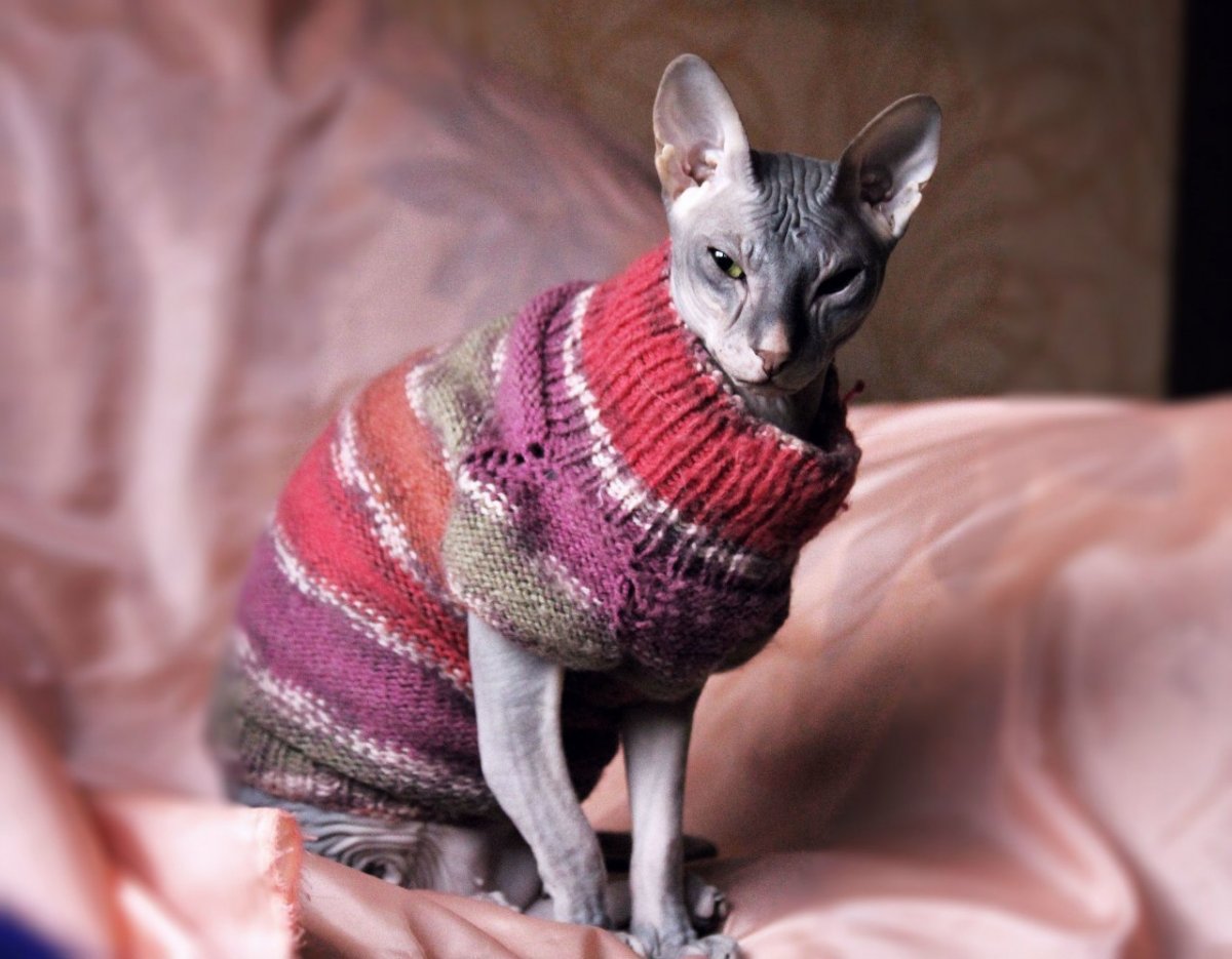 Сфинкс в одежде