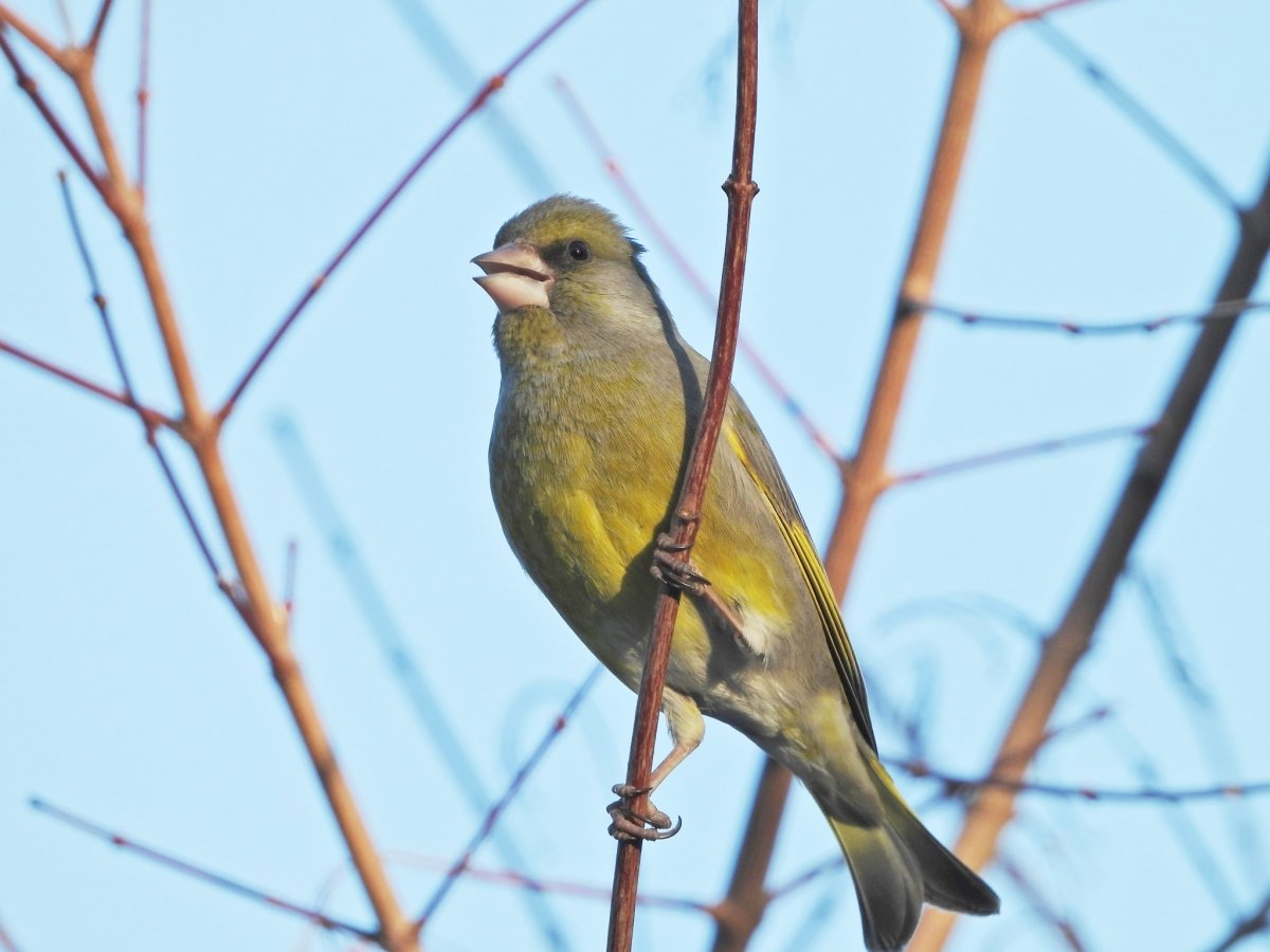 Снегирь обыкновенный pyrrhula pyrrhula
