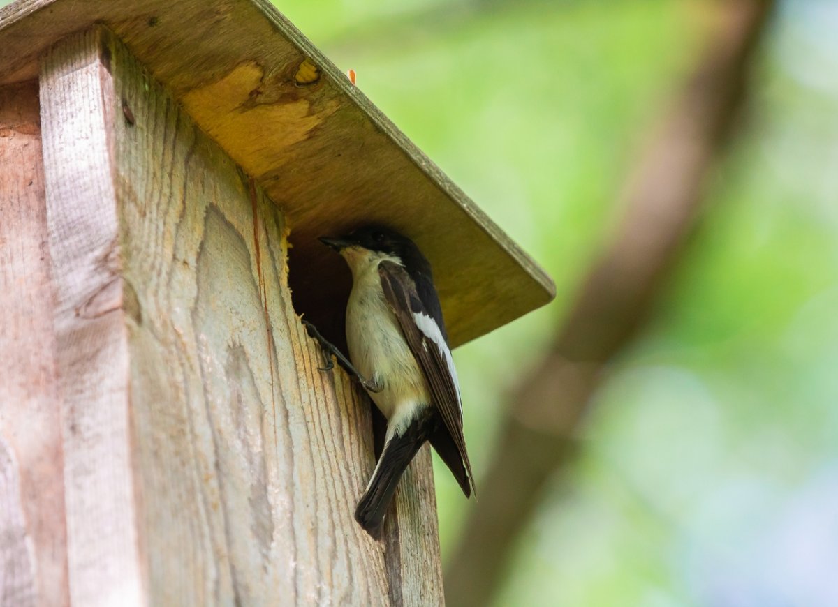 Март первая декада фото