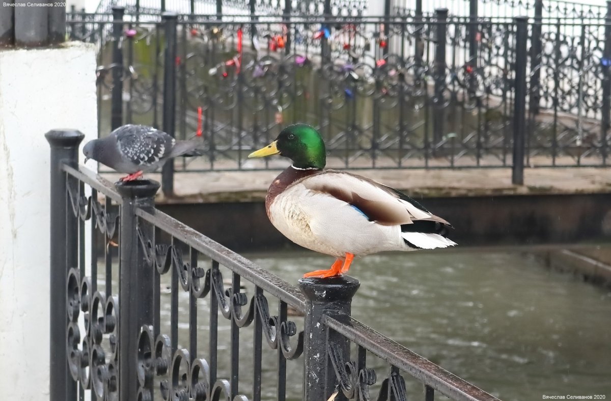 Птицы Пермского края Снегирь Сова