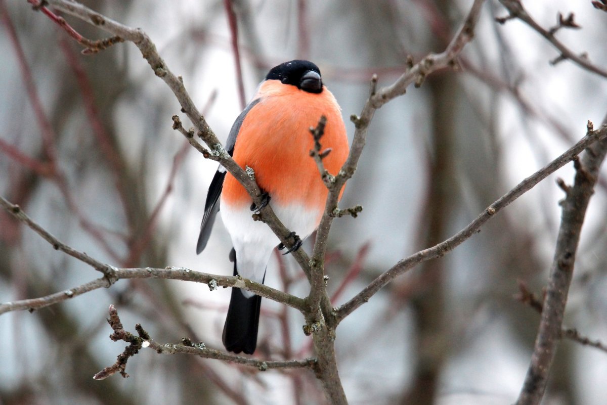 Зимние птицы России