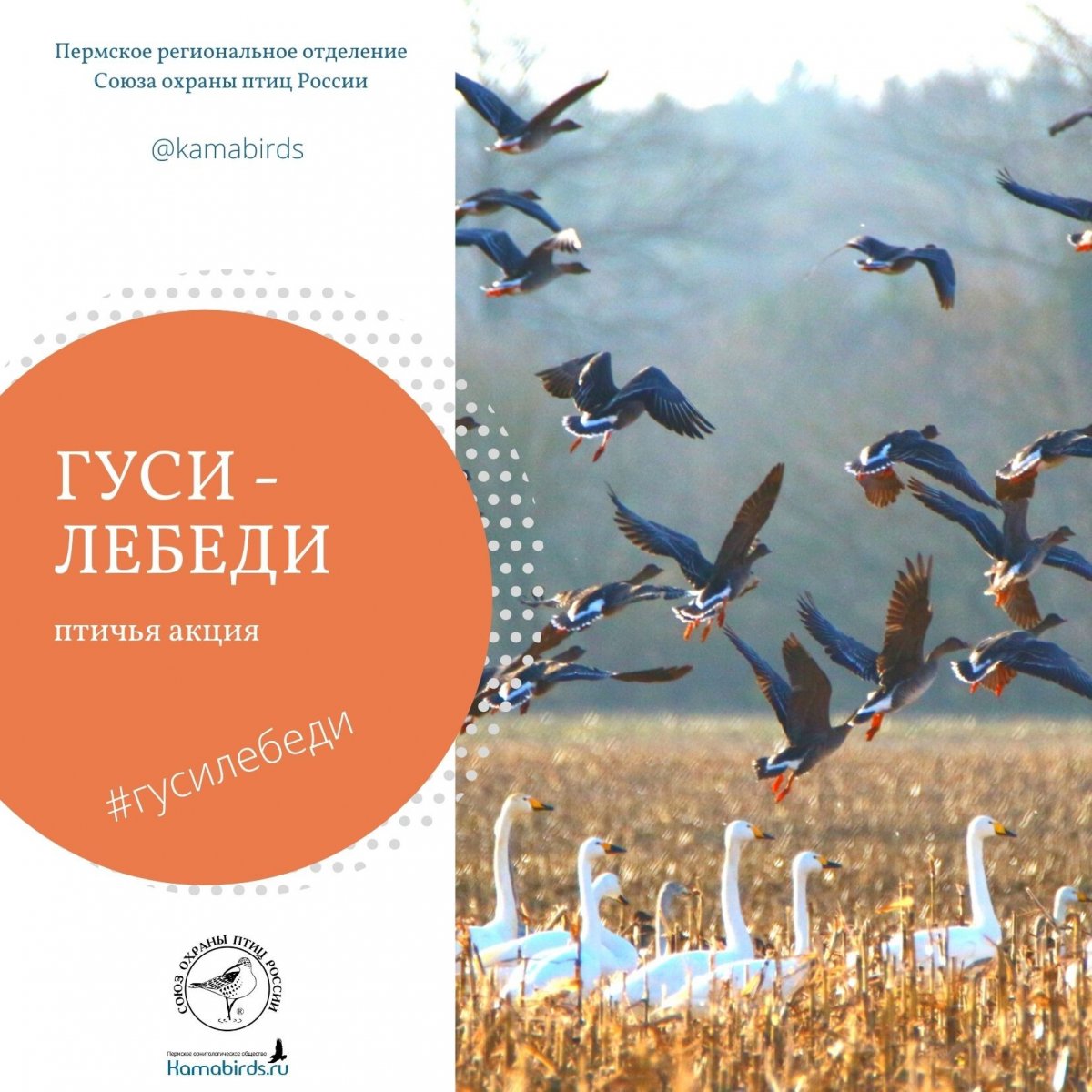 Маленькие птицы Пермского края