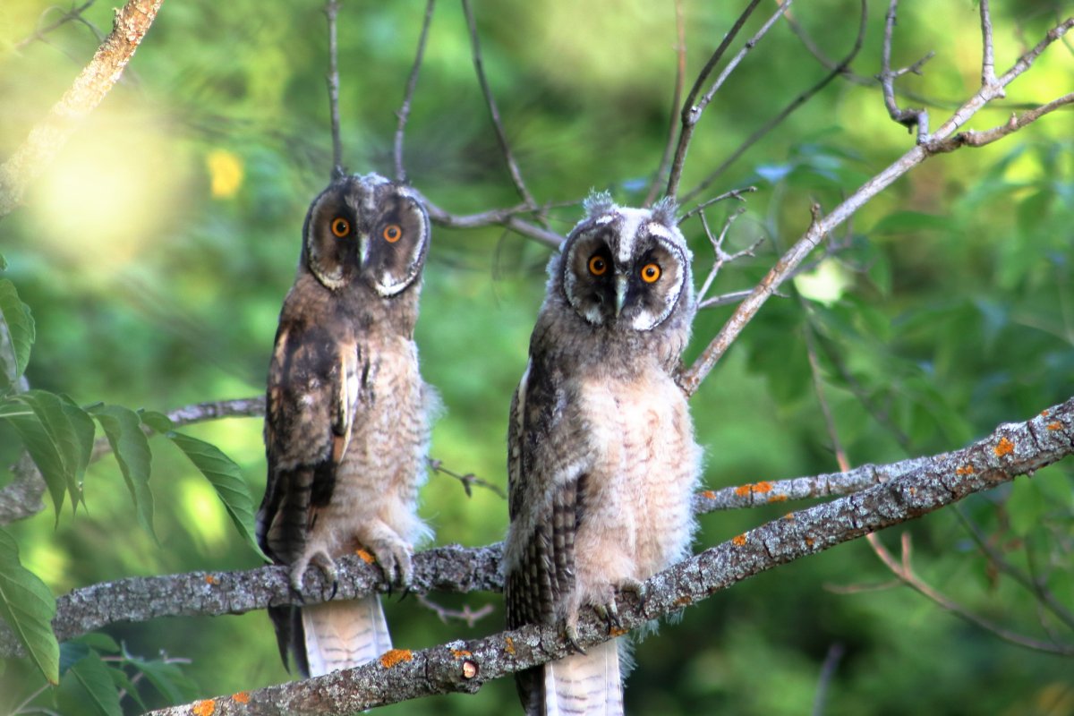 Птицы Чернушинского района