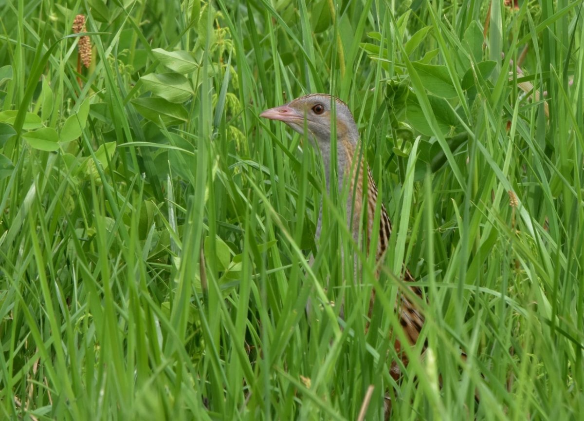 Оседлые птицы