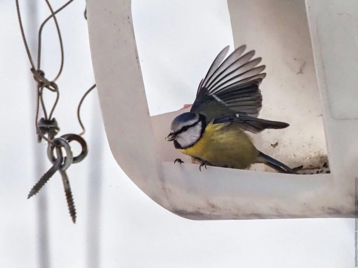 Птица в новогоднем образе