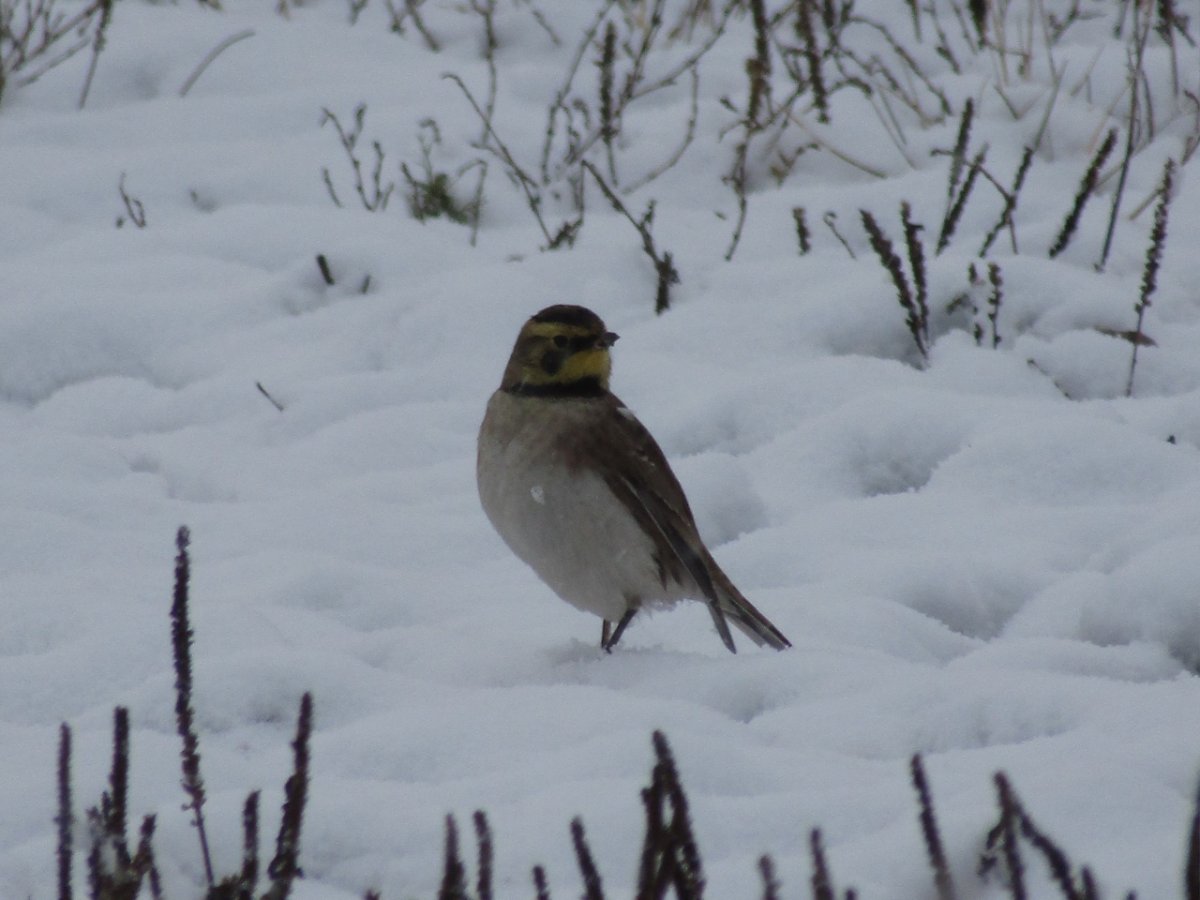 Март первая декада фото