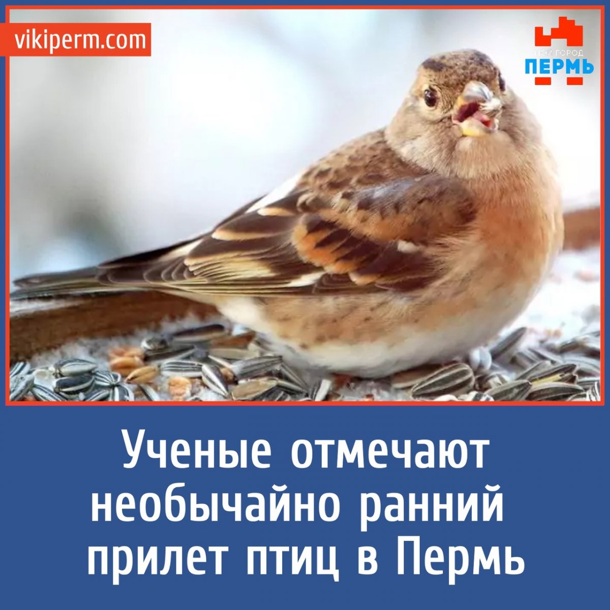 Птицы города Перми