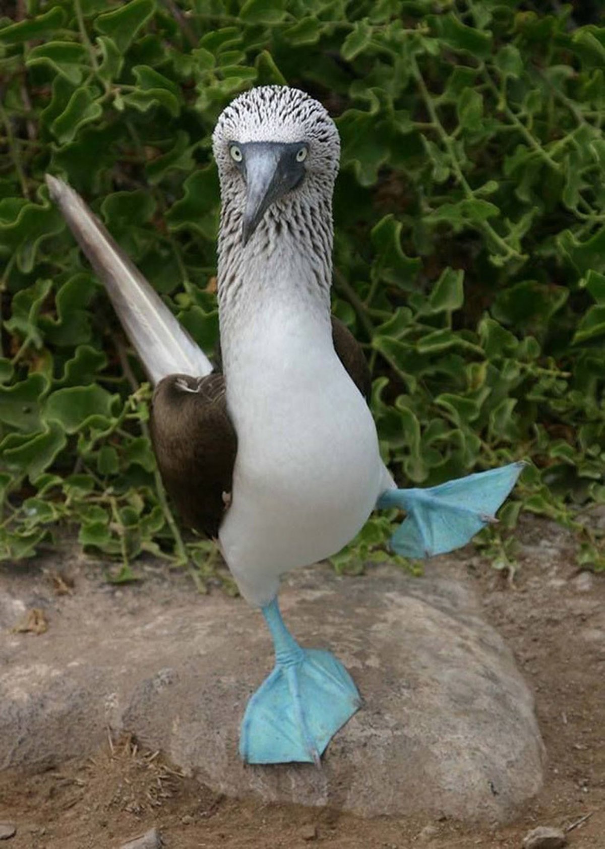 Взъерошенная Сова