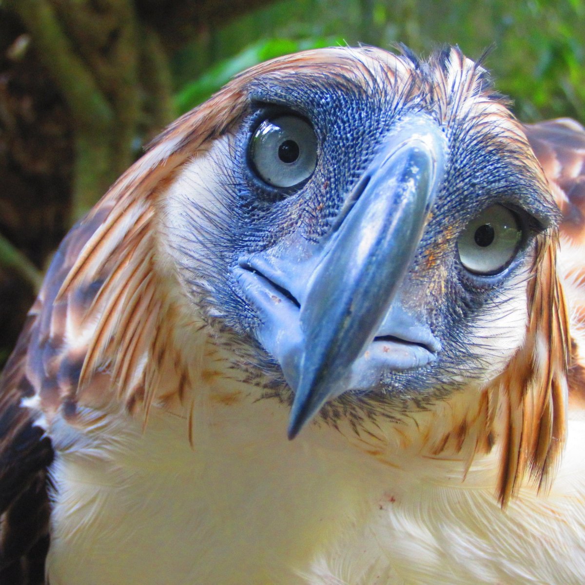 Тупики птицы смешные