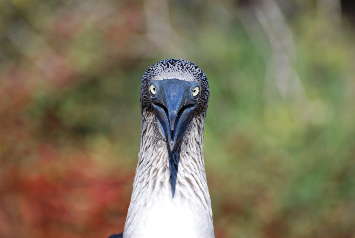 Удивлённая ворона