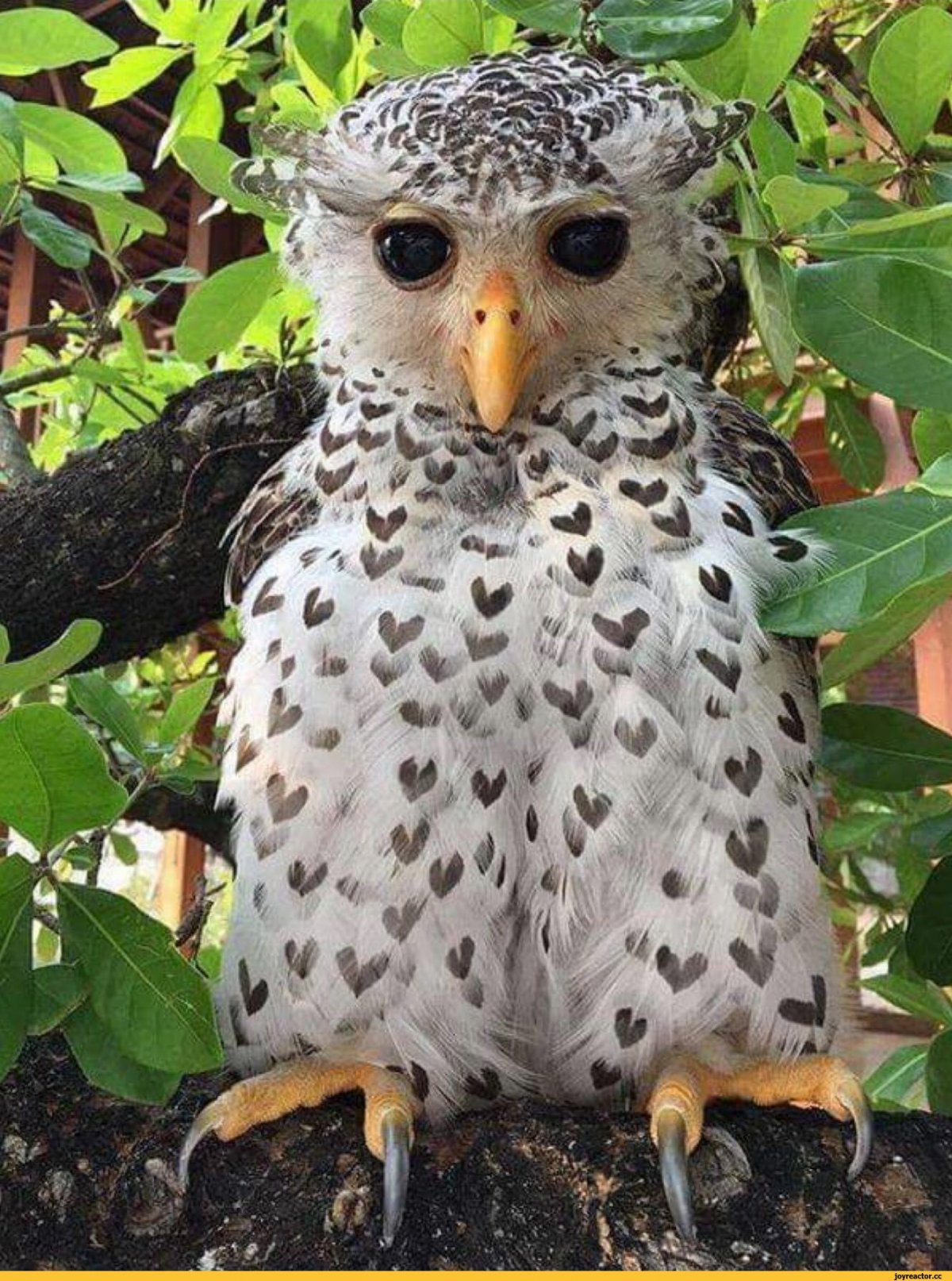 Тупик Топорок