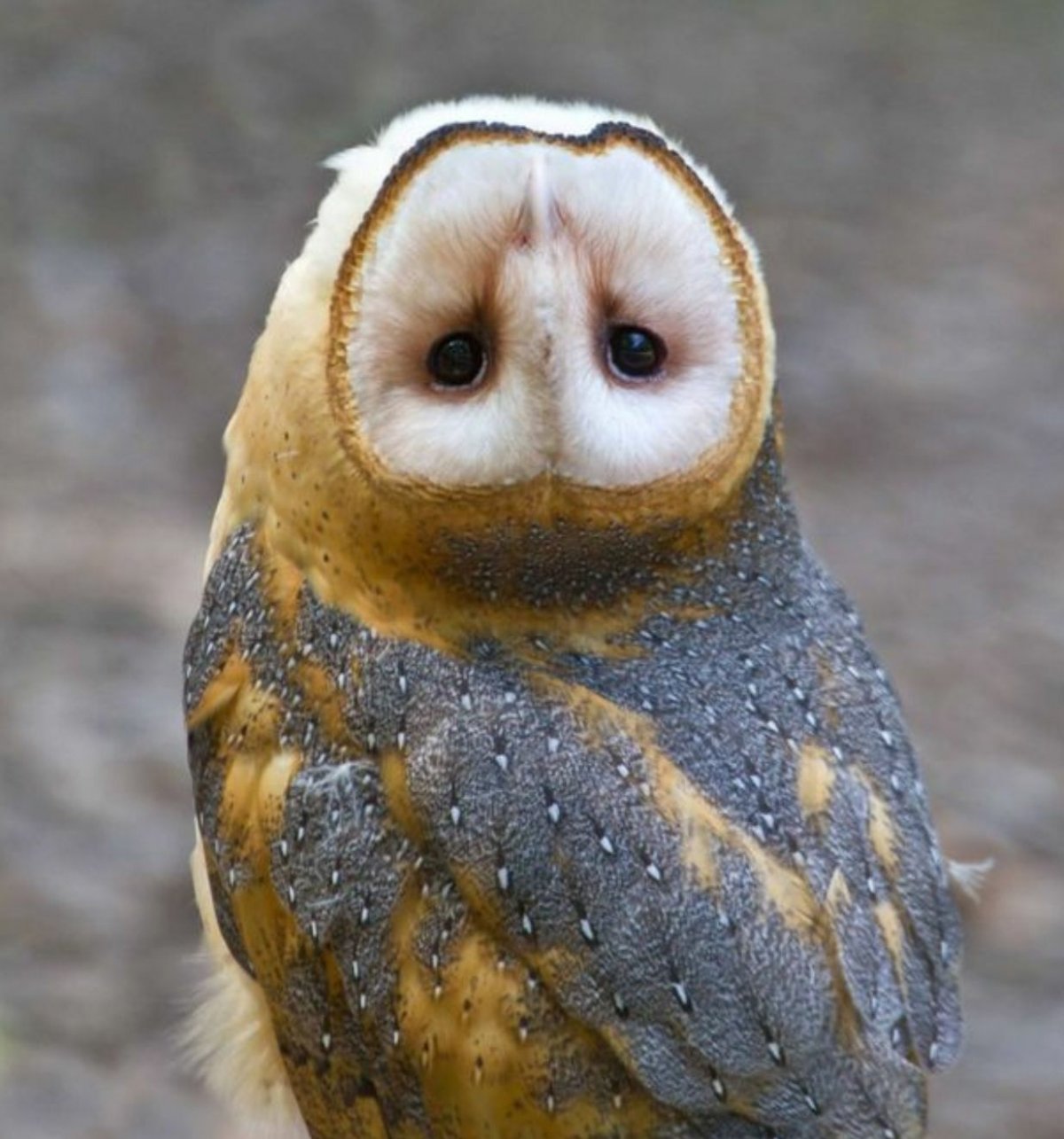 Магелланов Пингвин