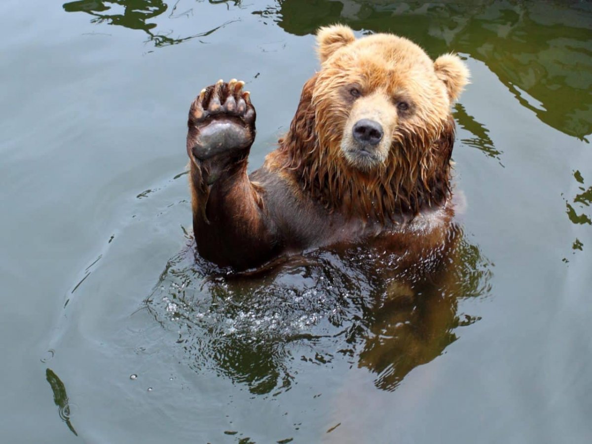 Лапы медведя