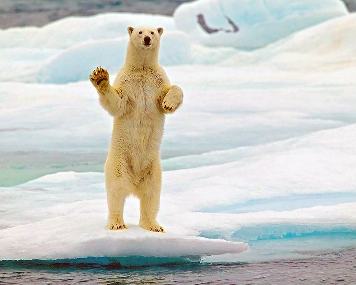 Медведь Россия