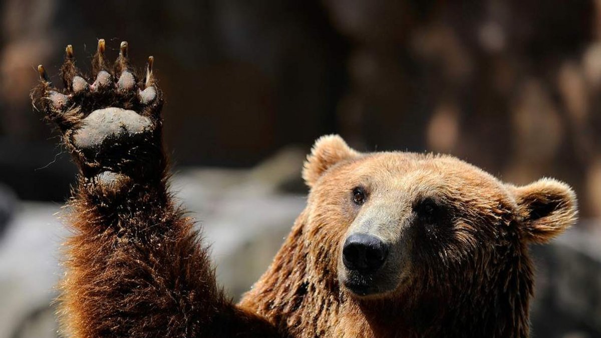 Фото медведя большого машет лапой