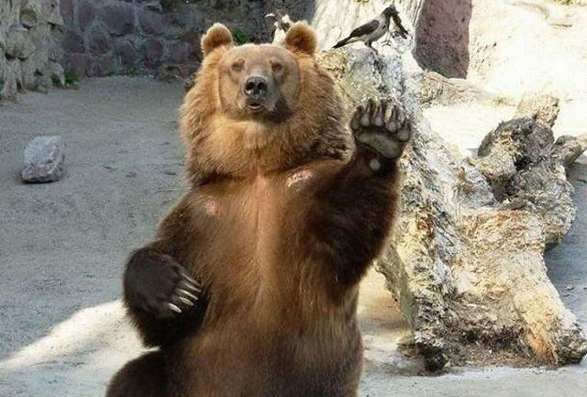 Белый медведь