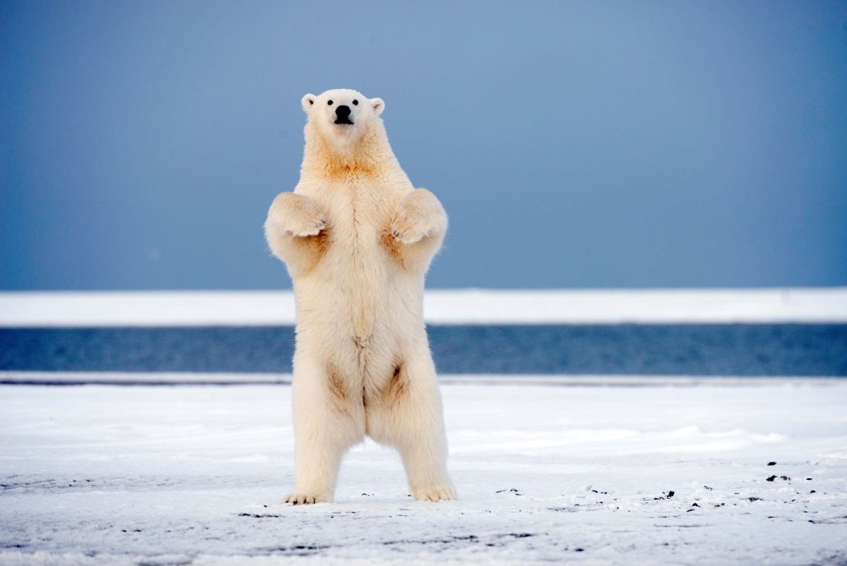 Михаил Петрович медведь