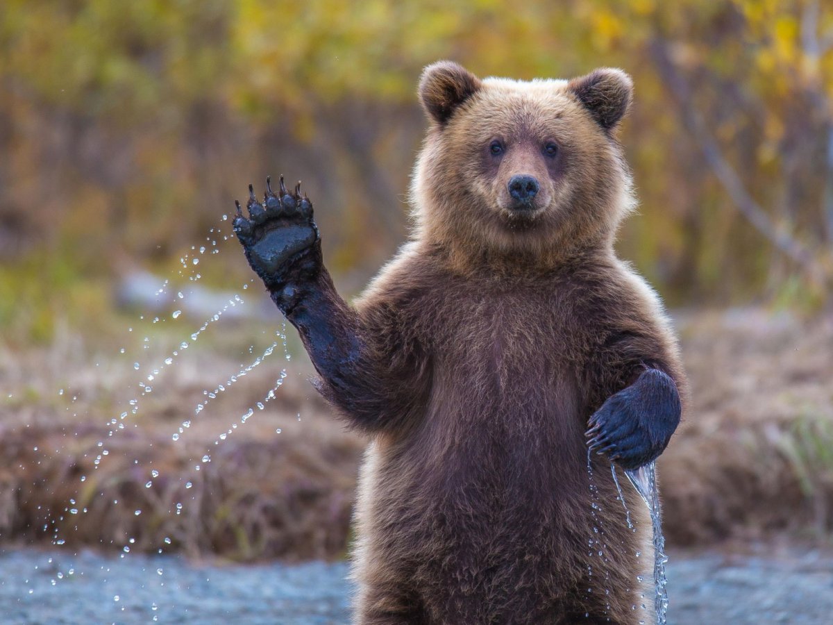 Медведь машет лапой