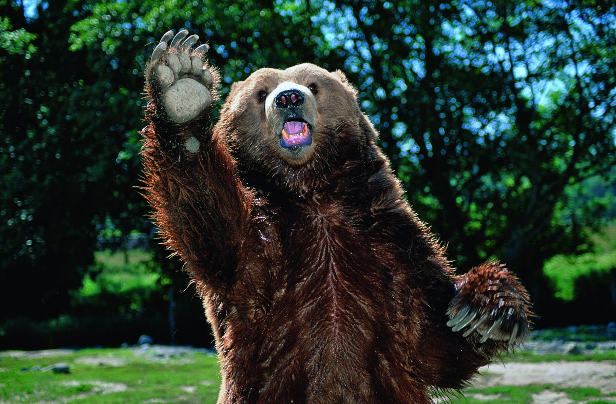 Медведь машет лапой