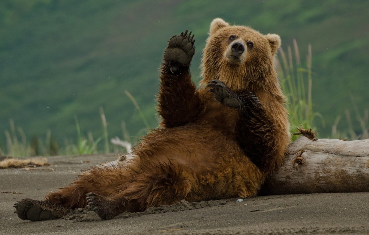 Медвежонок машет лапой