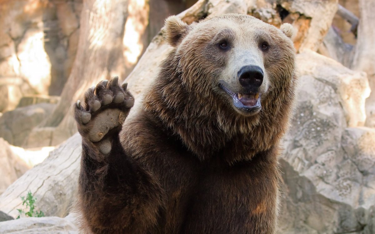Белый медведь машет лапой