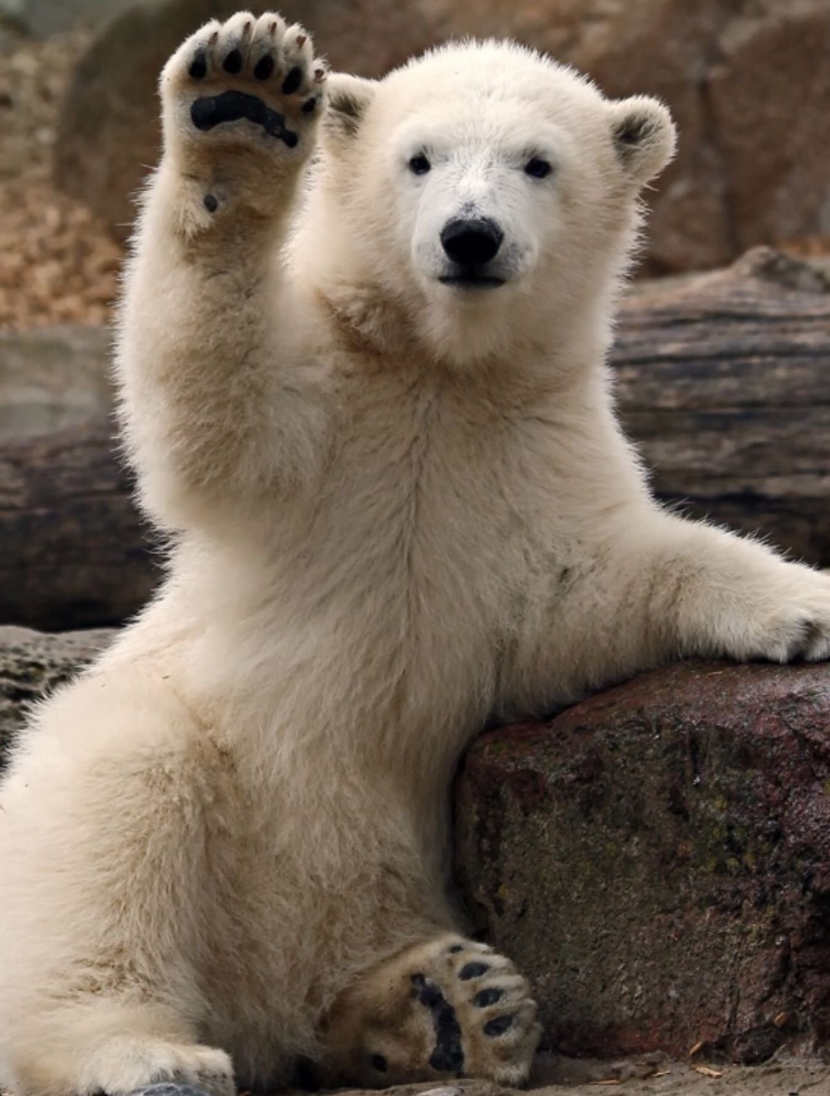 Сибирский бурый медведь