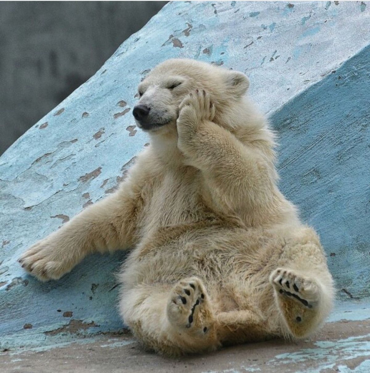 Русский медведь