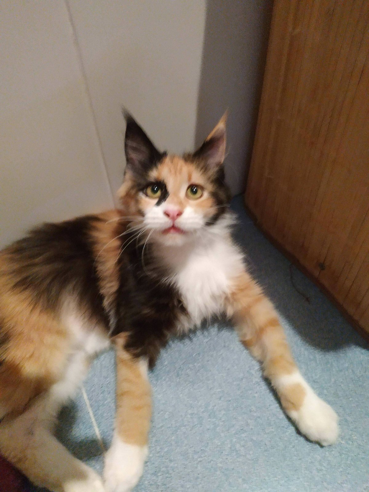 Метис Мейн-куна рыже белый