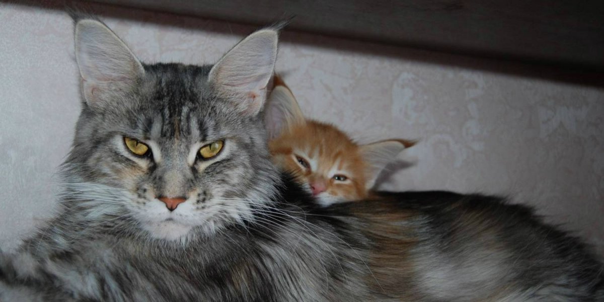 Помесь мейкуна и сибирской кошки