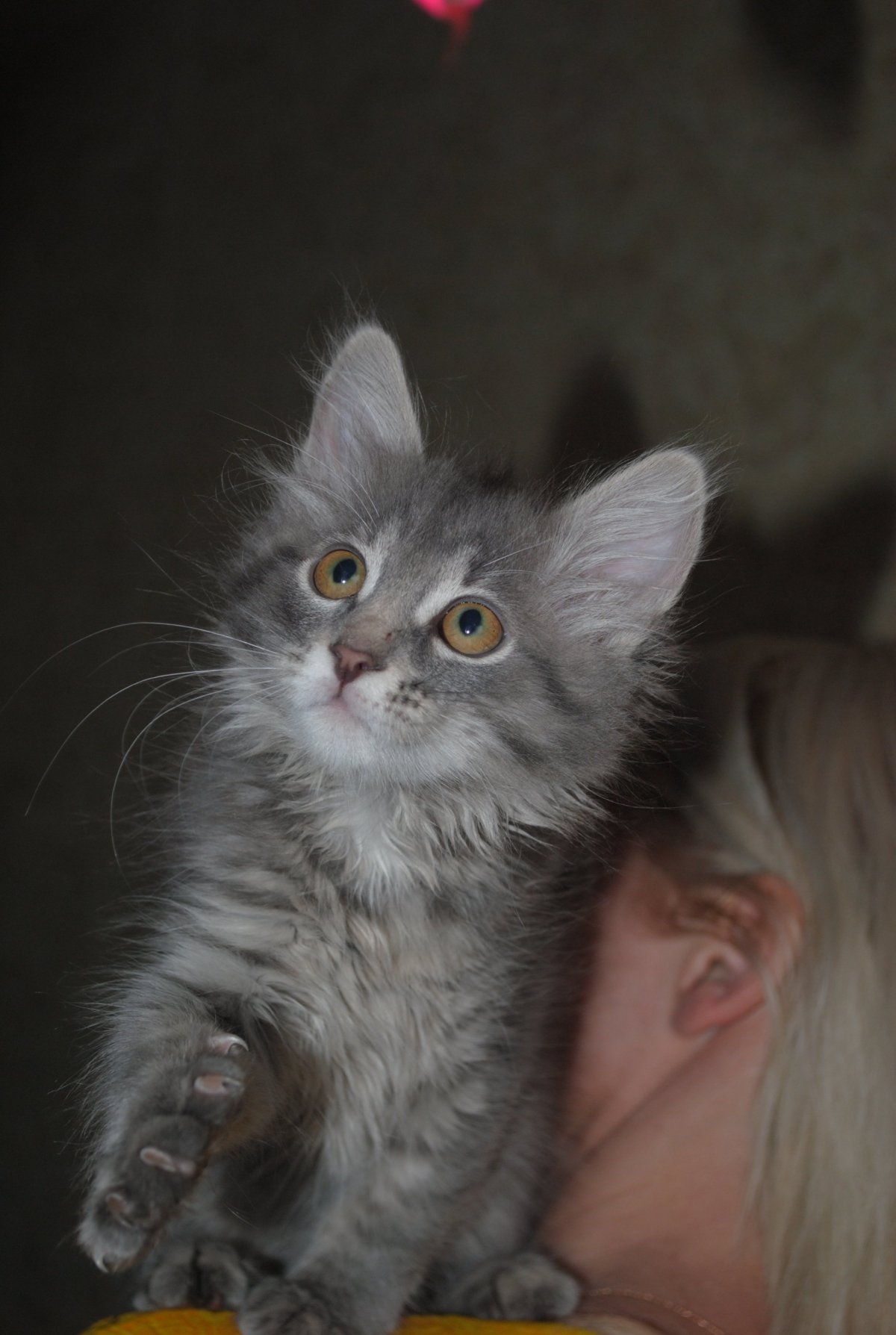 Помесь мейн куна с обычной кошкой