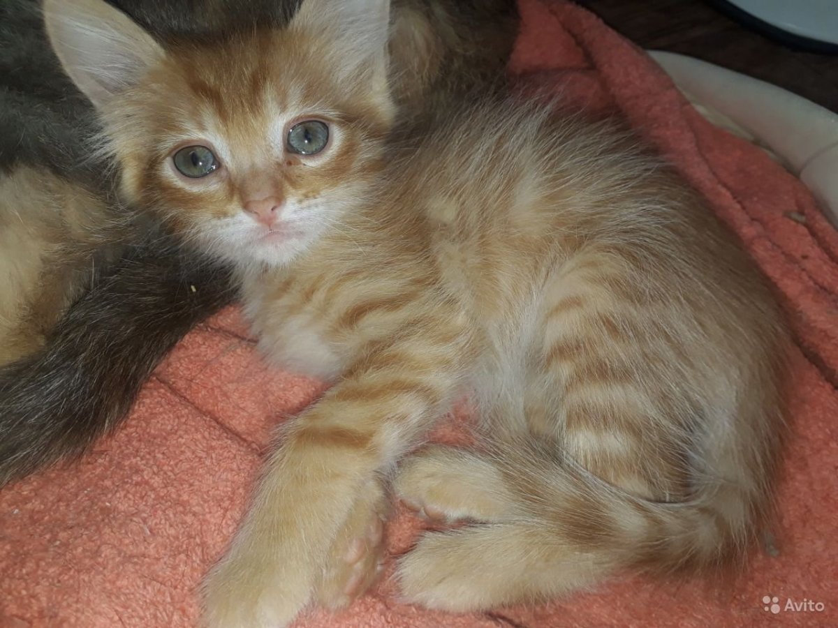 Мейн кун помесь