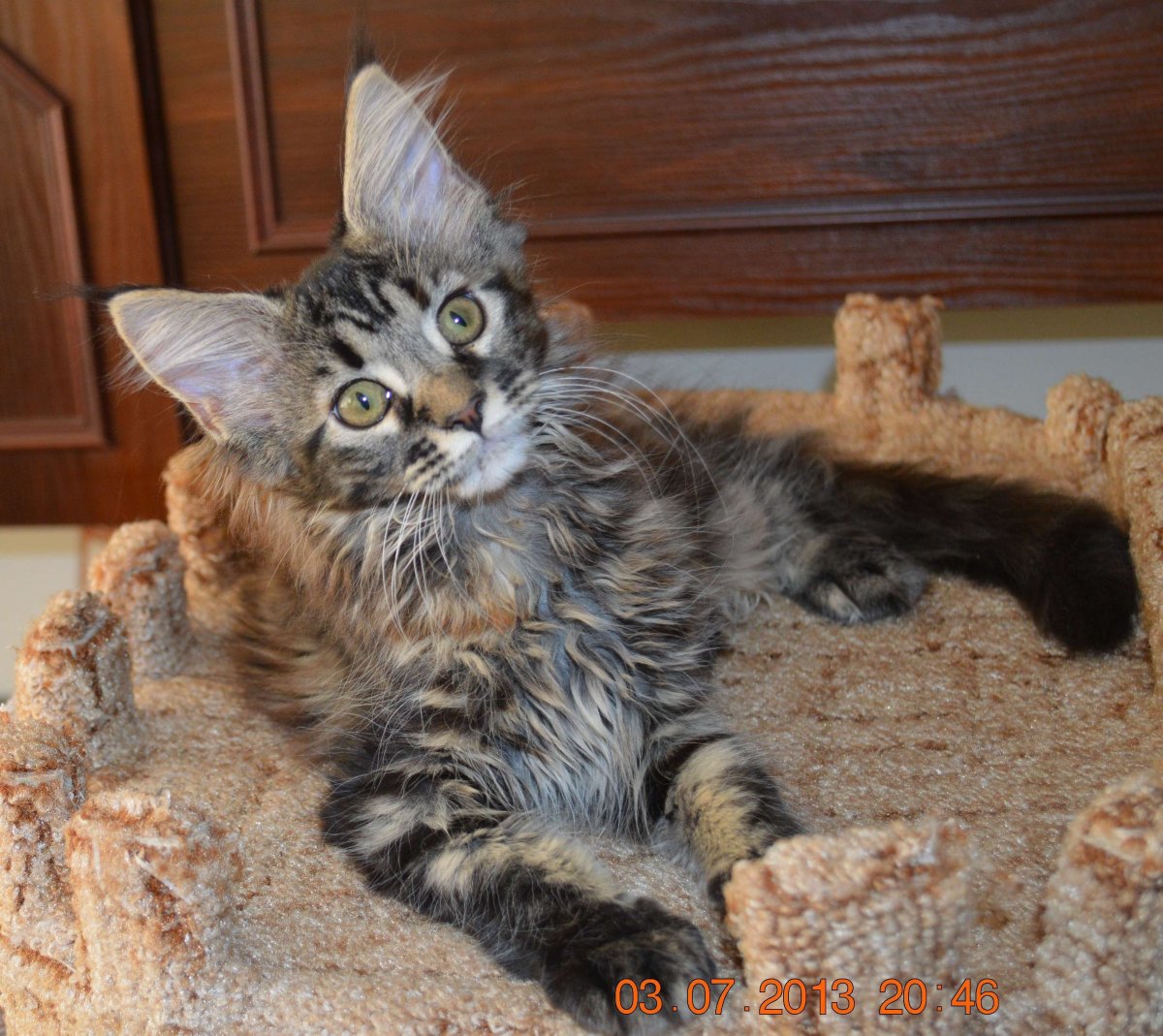 Метис Мейн куна