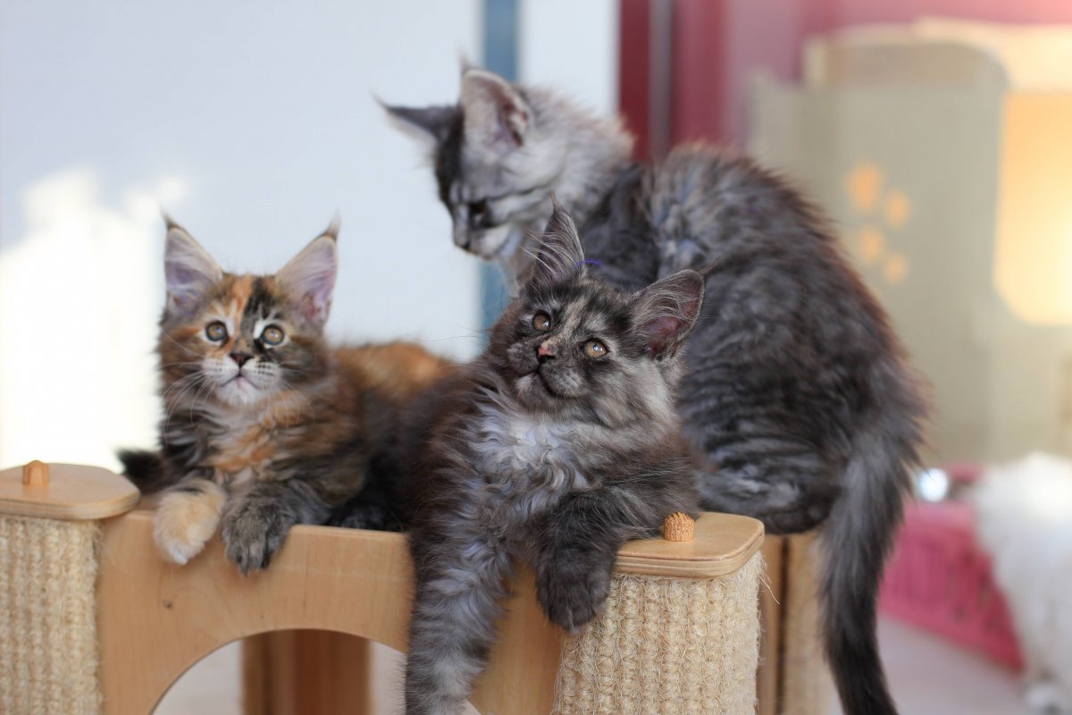 Помесь Мейн куна и британца тигрового