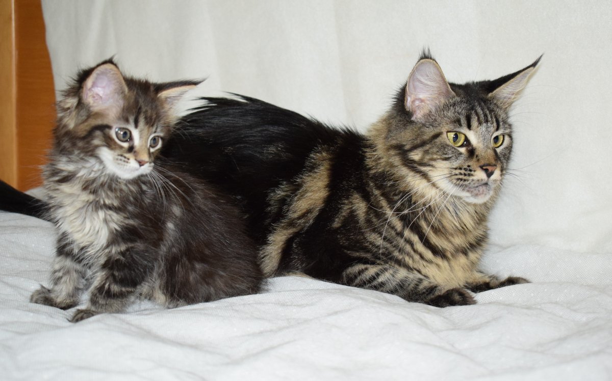 Метис Мейн куна черно белый