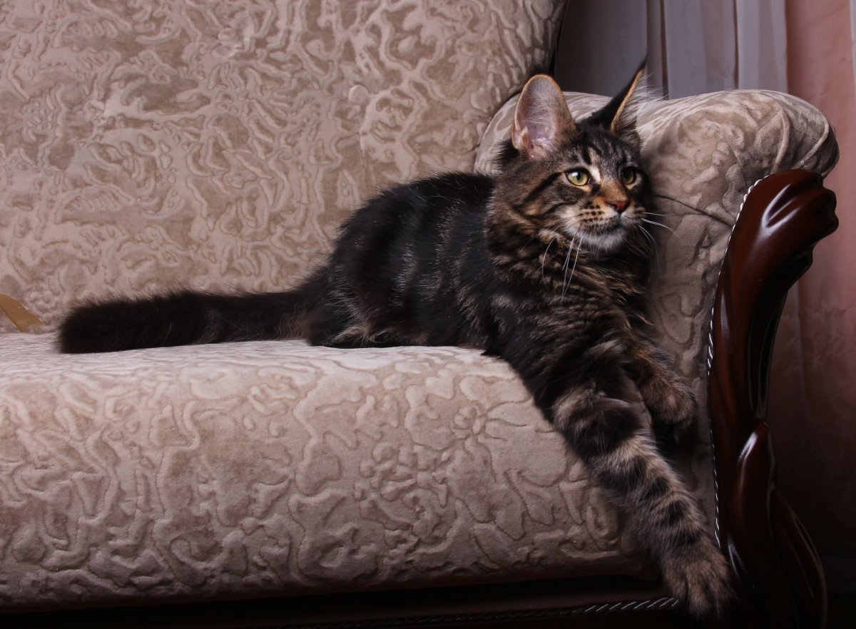 Метис Мейн куна и сибирской кошки