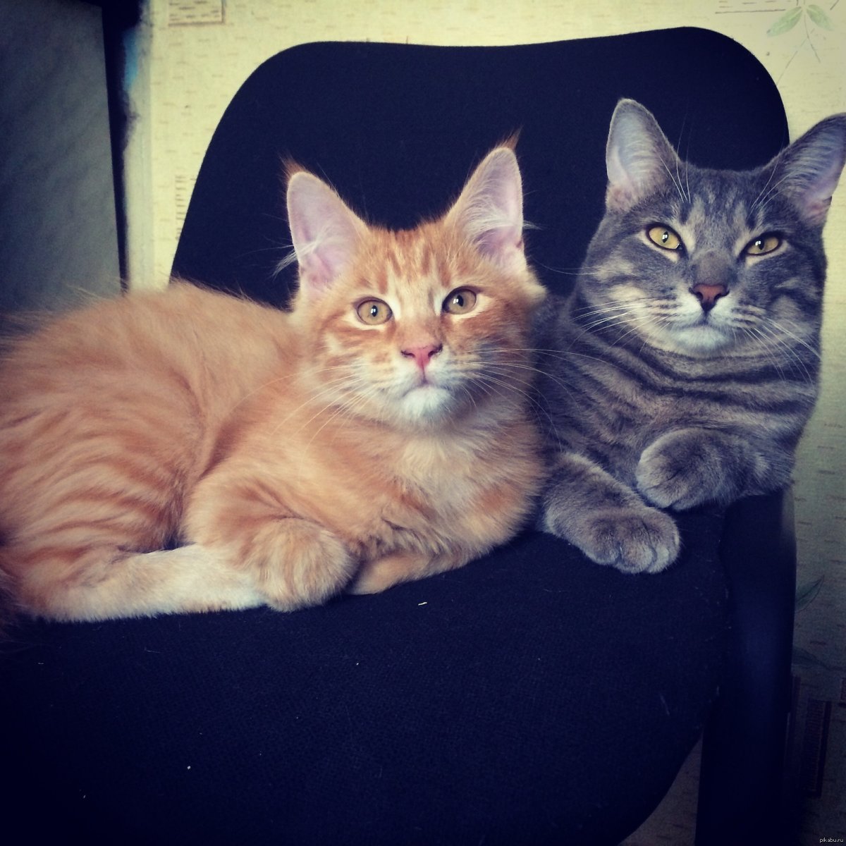 Метис Мейн куна и британца