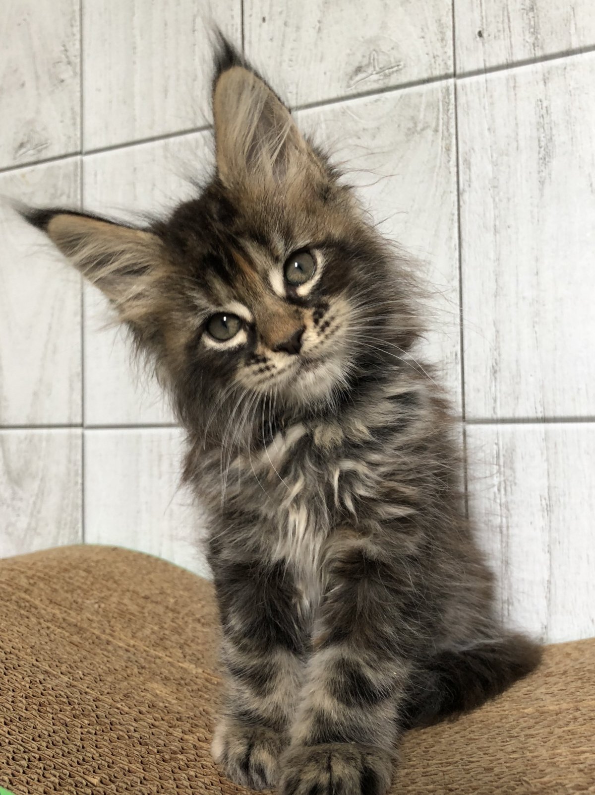 Котята метисы Мейн куна