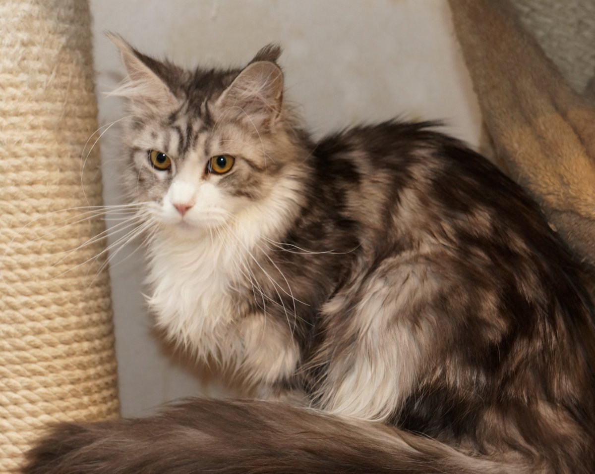 Котята Мейн кун метисы