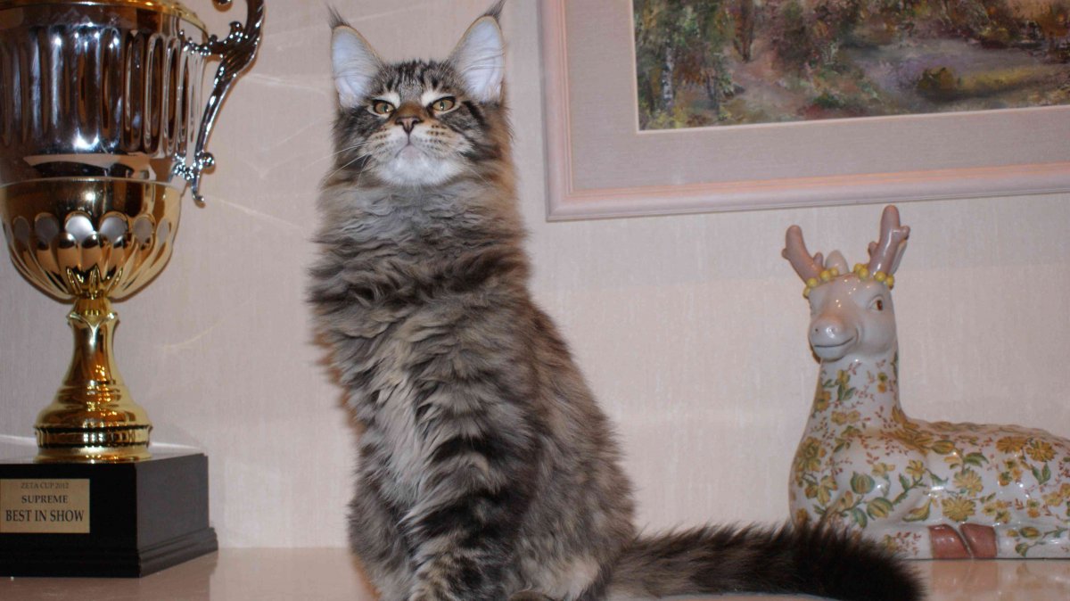 Манчкин и Мейн кун смесь