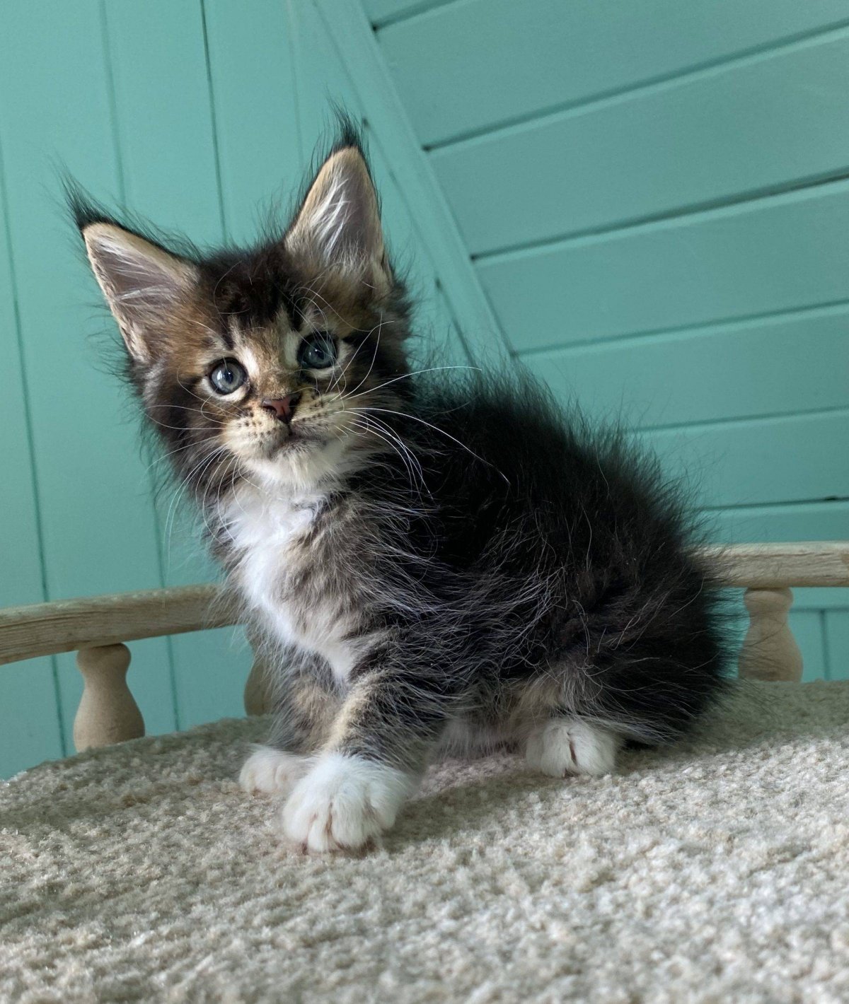 Метис Мейн куна гладкошерстный