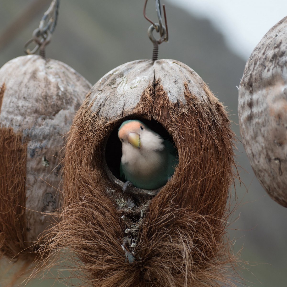 Шалашник птица