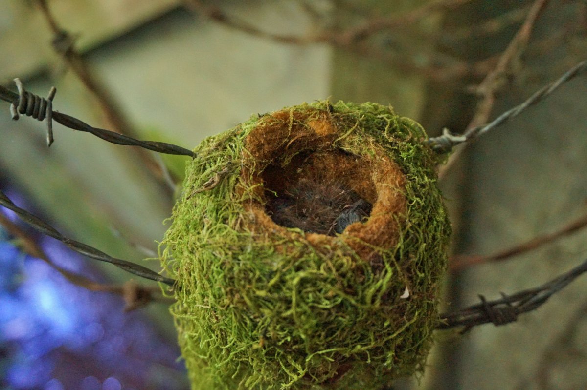 Гнездо для птиц.