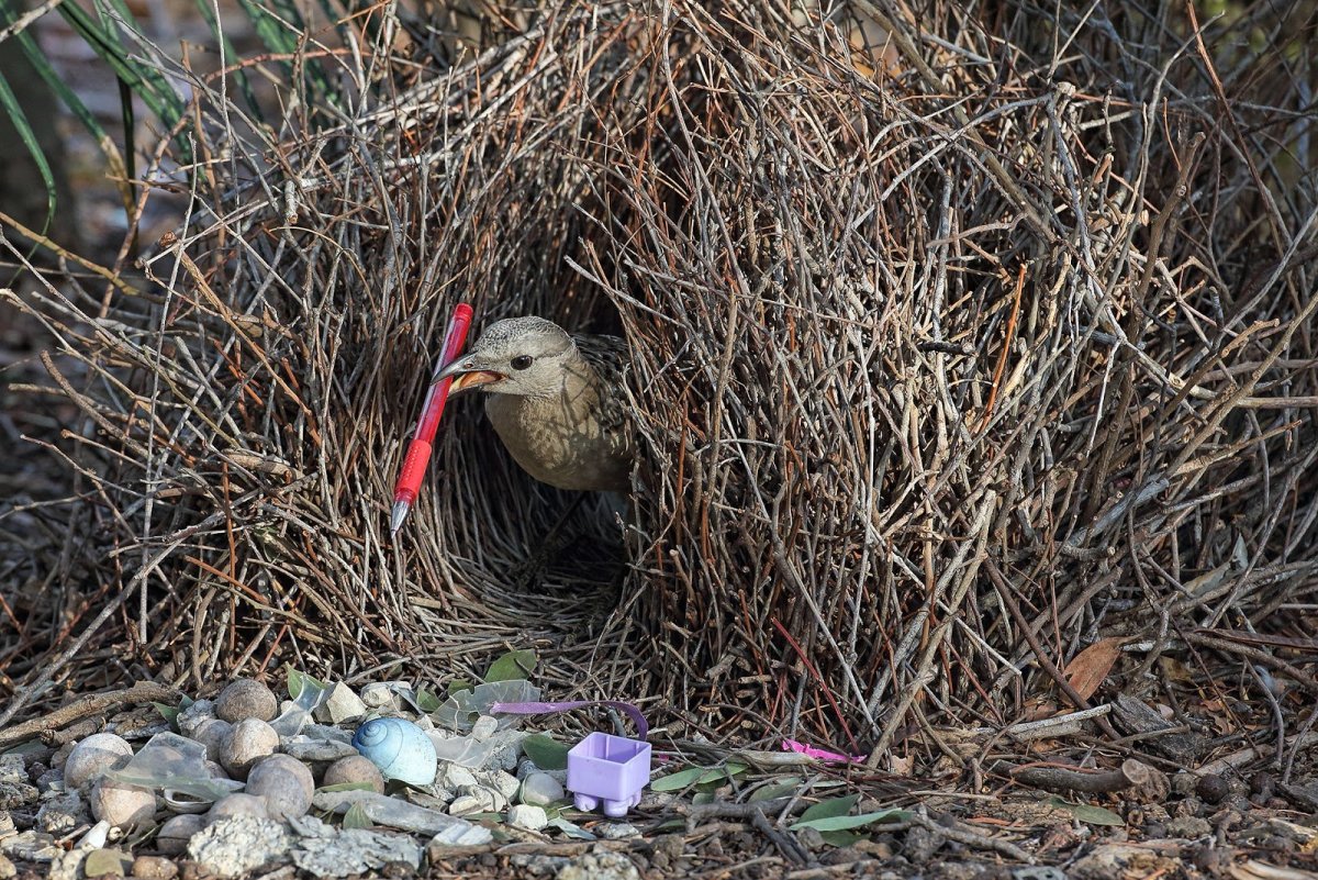 Гнездо западноафриканского Ткача