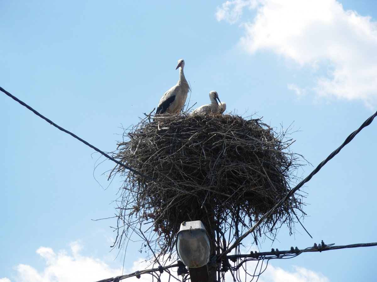 Необычные гнезда птиц