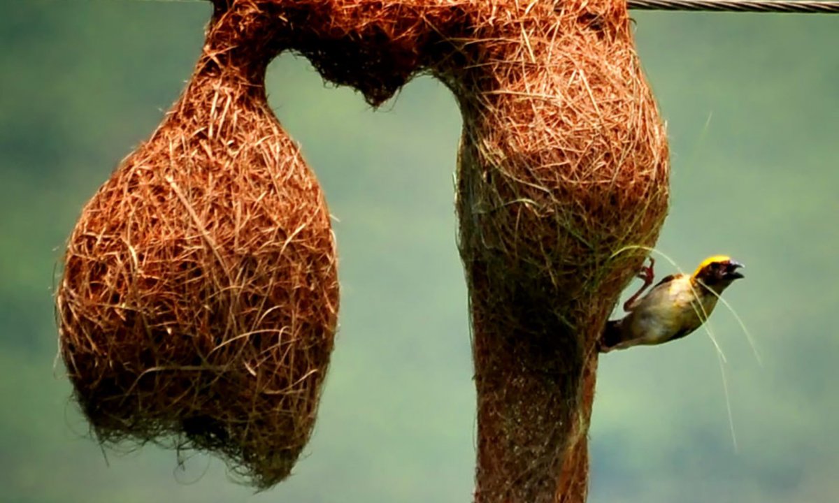 Необычные птичьи гнезда