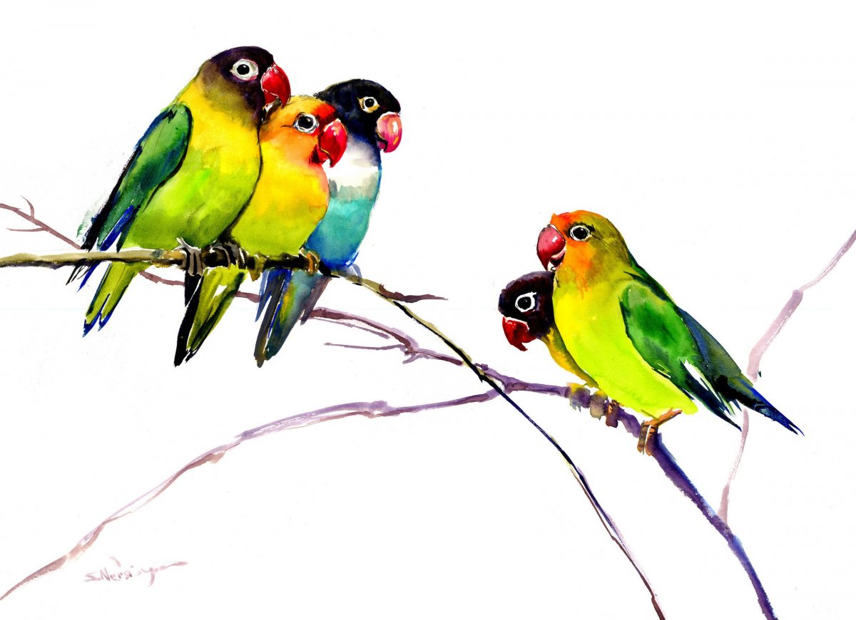 Птицы неразлучники