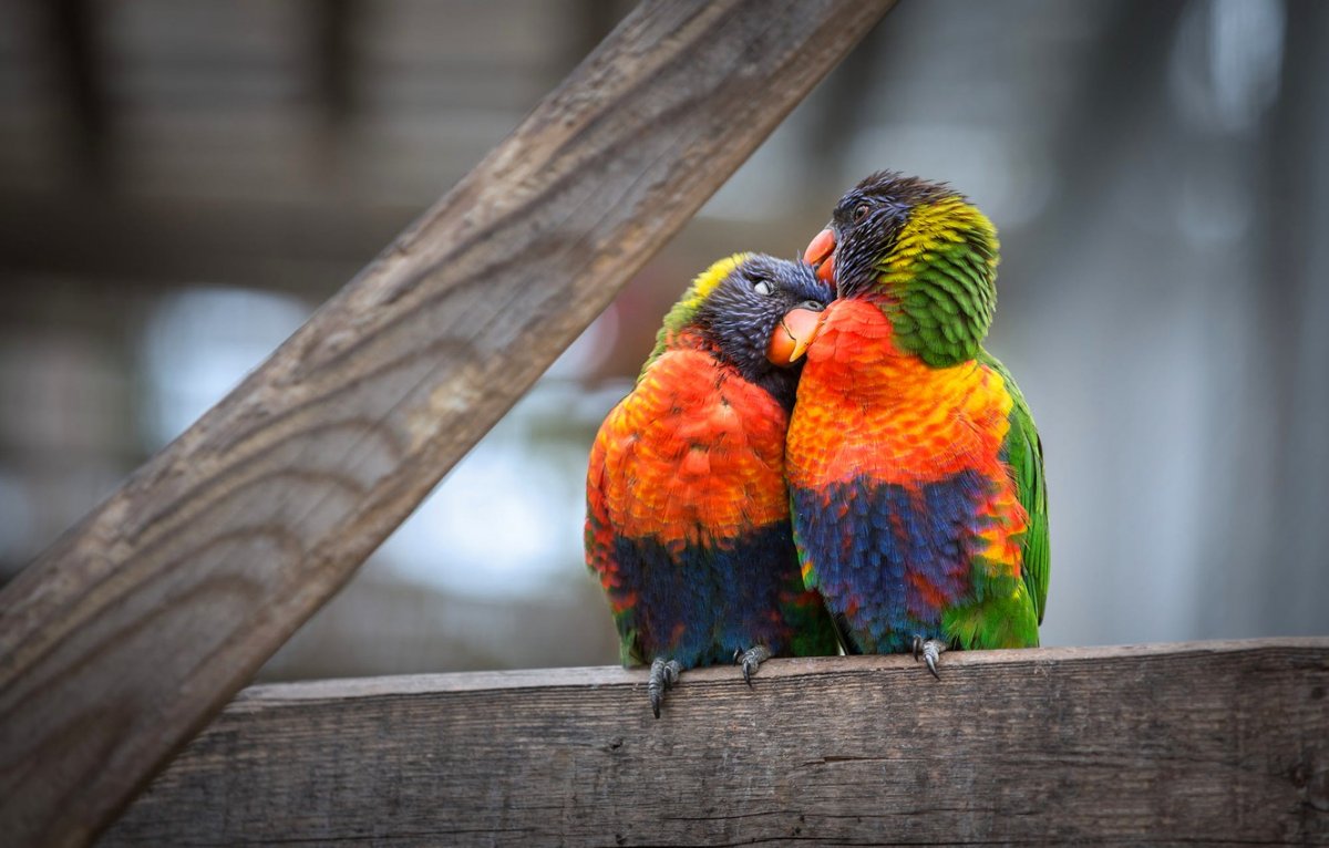 Неразлучники попугаи