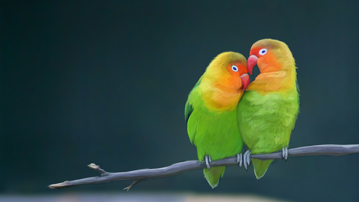 Неразлучники обои